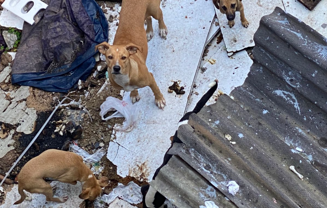 Polícia resgata oito cães em situação de maus-tratos em Juiz de Fora