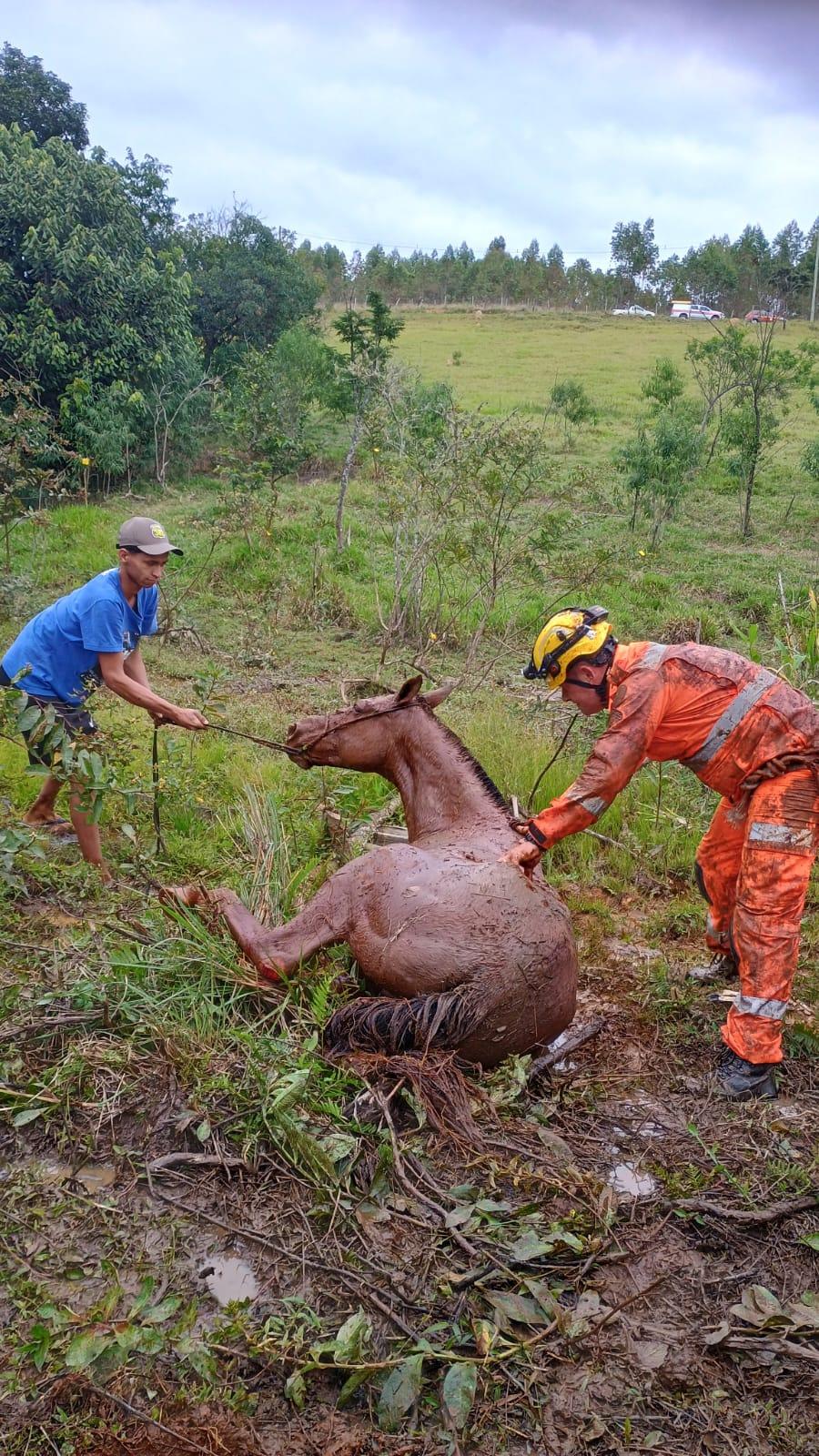 Resgate de égua prenha mobiliza Brigada Municipal em Carandaí