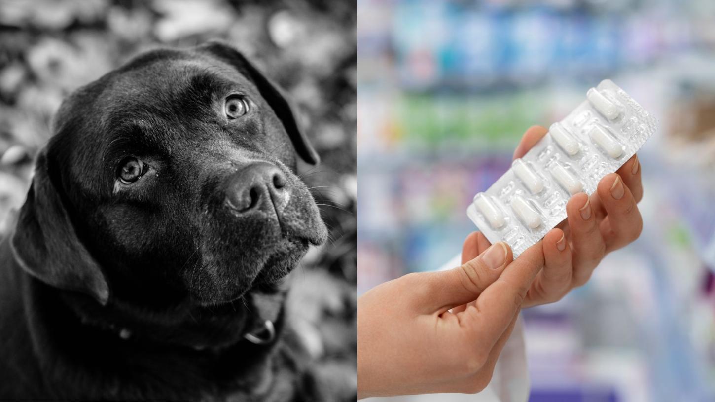 Câmara de Juiz de Fora promulga leis para sepultamento de pets e controle de remédios do SUS
