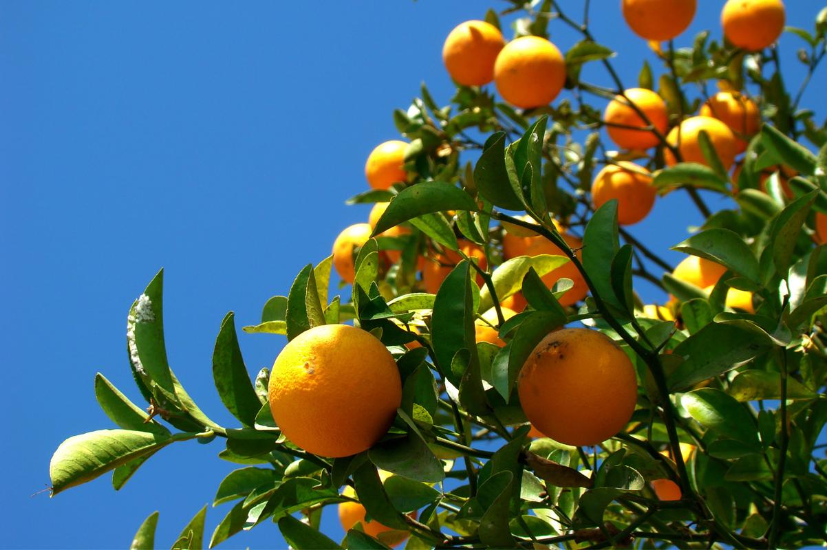Emater-MG promove Circuito Frutifica Minas para incentivar fruticultura na Zona da Mata