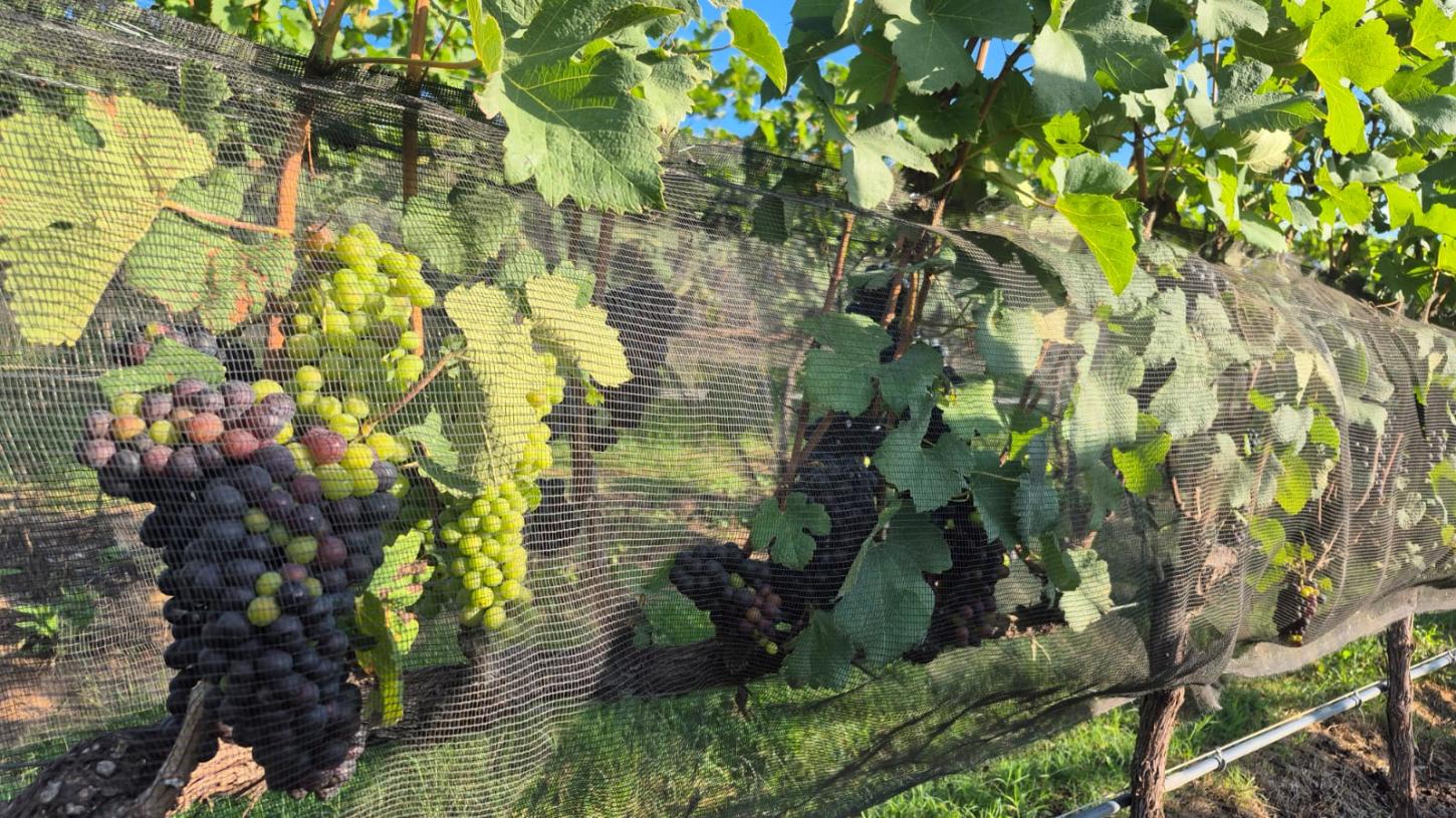 Expansão da vitivinicultura atrai mais de R$ 1 bilhão em investimentos para a Serra da Mantiqueira