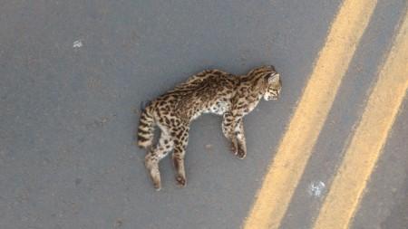 Fungo patogênico transmitido pelo arranhão do gato doméstico está presente em animais selvagens