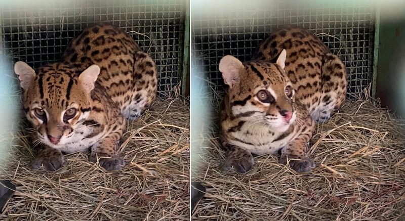 Jaguatirica atropelada na MG-133 é devolvida à natureza em Minas Gerais