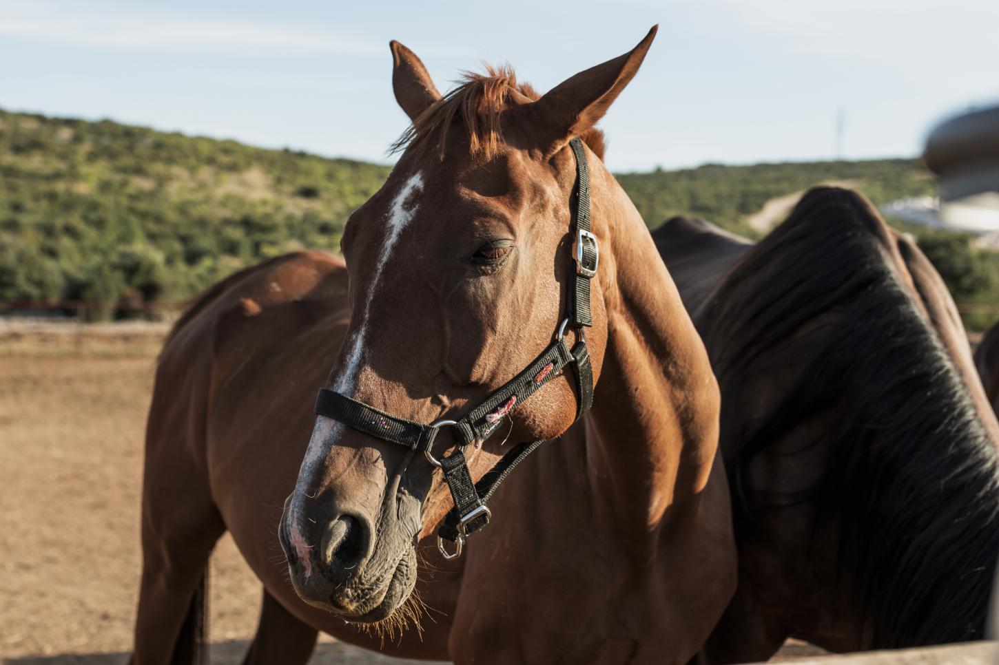 Juiz de Fora abre edital para adoção responsável de cavalos e animais de grande porte