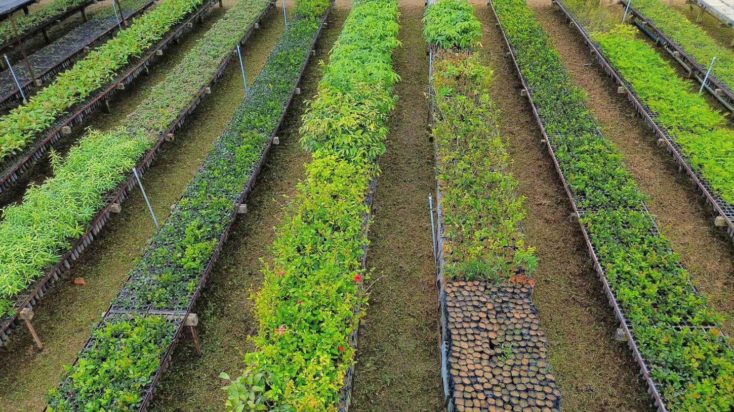 Minas supera meta de plantio de mudas e fortalece recuperação da Mata Atlântica
