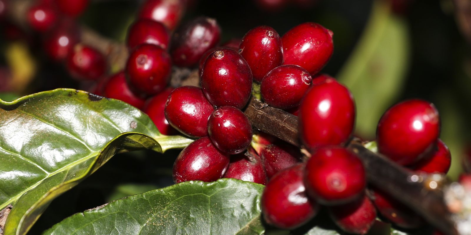 Estados Unidos isentam aeronaves, óleo, café e carne do novo pacote de tarifas contra produtos brasileiros
