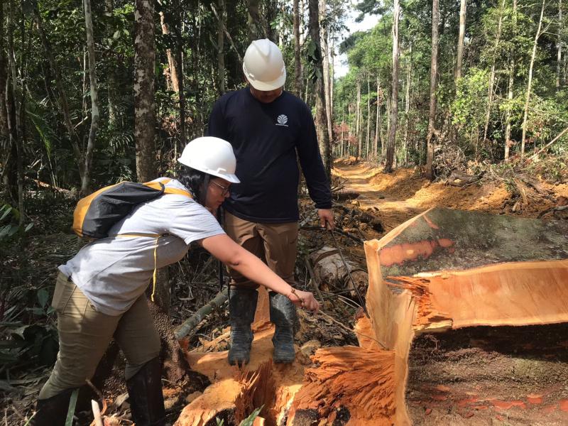 Análise isotópica pode auxiliar a polícia no combate ao comércio ilegal de madeira da Amazônia