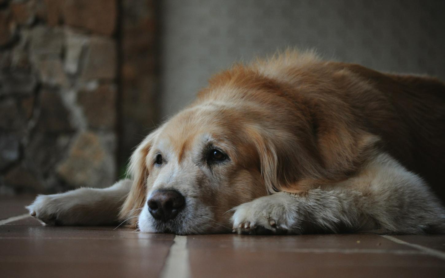 Cães idosos: quais cuidados nutricionais fazem mais diferença?