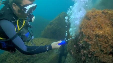 Estudo propõe novo método para remoção de coral invasor no Brasil