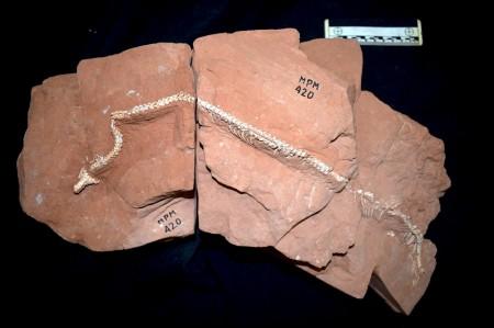 Fóssil descoberto em São Paulo revela novas pistas sobre origem das cobras