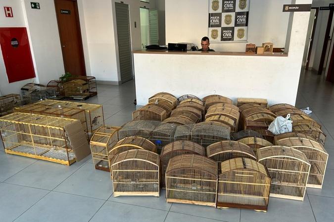 Operação prende suspeitos de tráfico de aves silvestres na Zona da Mata de MG
