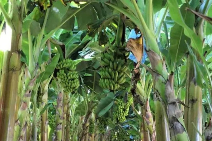 Fruticultura impulsiona a produção agrícola na Zona da Mata mineira em 2024
