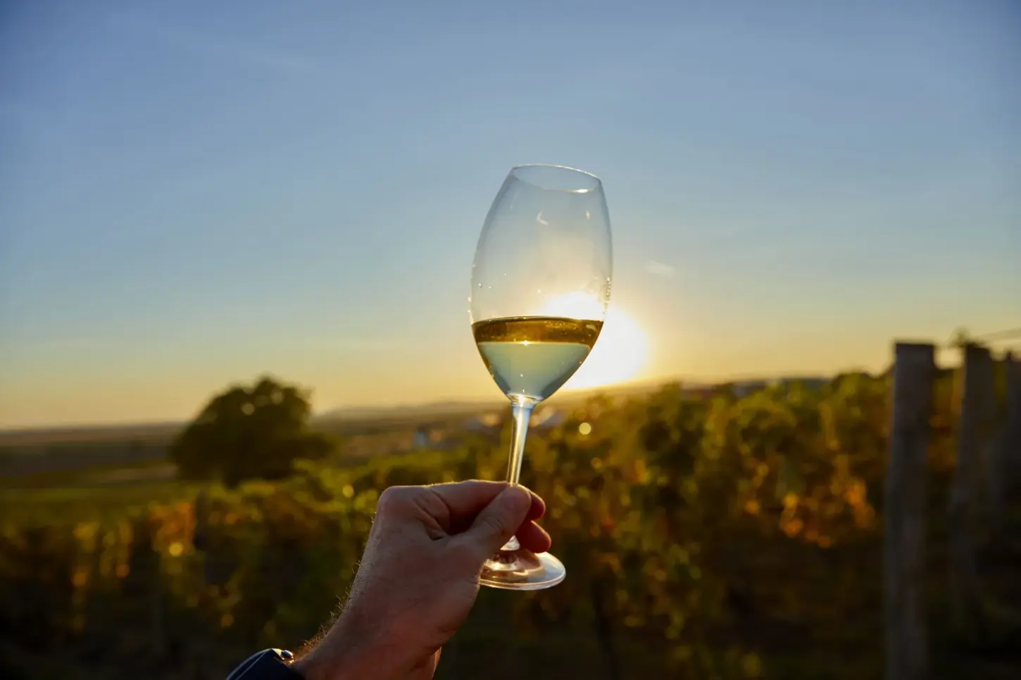 Projeto Caminhando pela História celebra o Dia Municipal do Vinho de Inverno no Senac Juiz de Fora