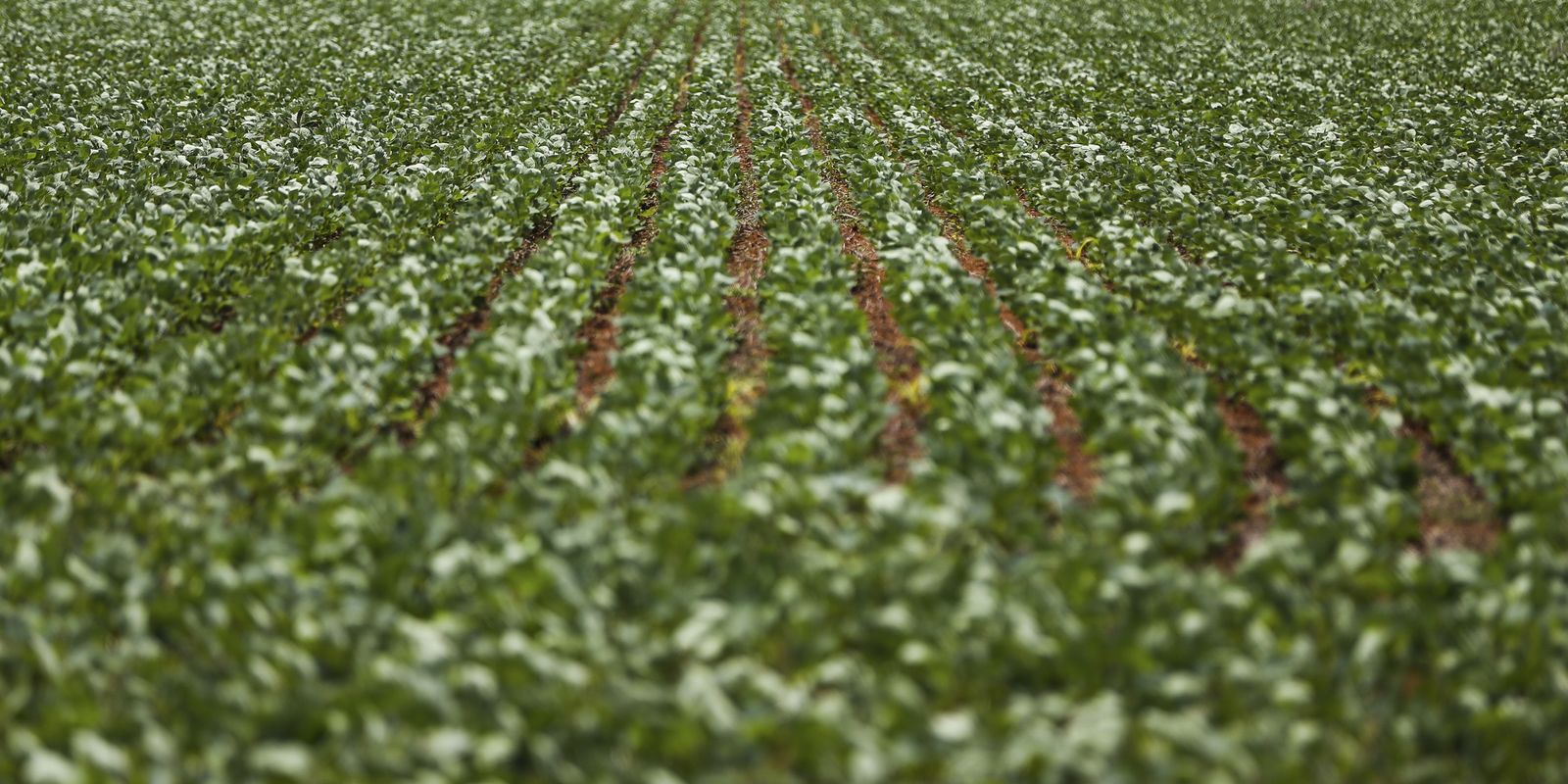 Impasse marca reunião sobre renegociação de dívidas rurais para produtores