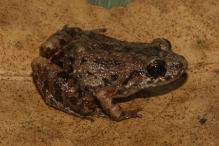 Cientistas descobrem nova espécie de rã em florestas alagadas da Amazônia