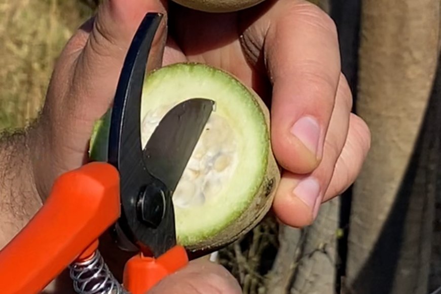 Parceria impulsiona a bioeconomia do jenipapo em Minas Gerais