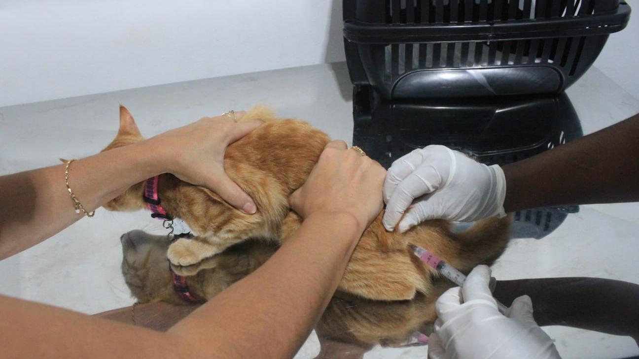 Juiz de Fora inicia vacinação antirrábica para cães e gatos na zona rural