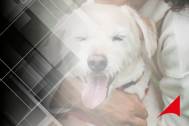 Muriaé apresenta ao MPMG novas ações para a proteção animal em Muriaé