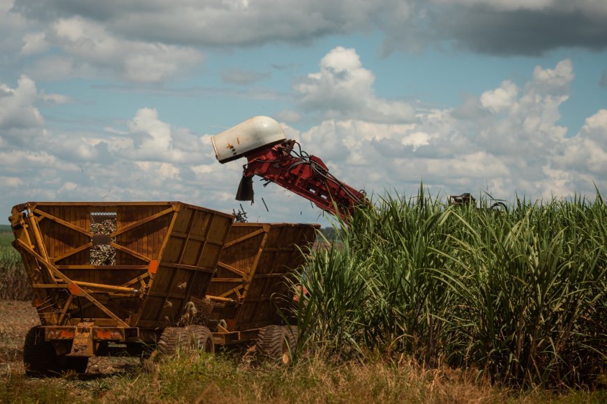 Aumento na safra de cana impulsiona a oferta de etanol no mercado
