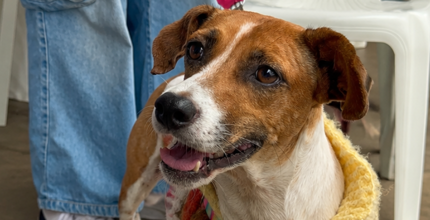 Campanha antirrábica imuniza mais de 36 mil cães e gatos em Juiz de Fora; nova etapa será em 7 de novembro