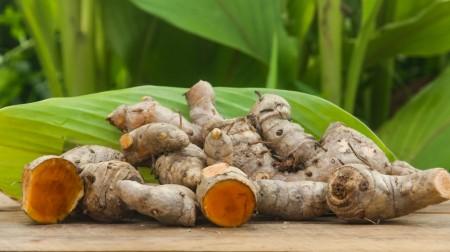 Derivado da cúrcuma mostra potencial para combater fungo causador de micose