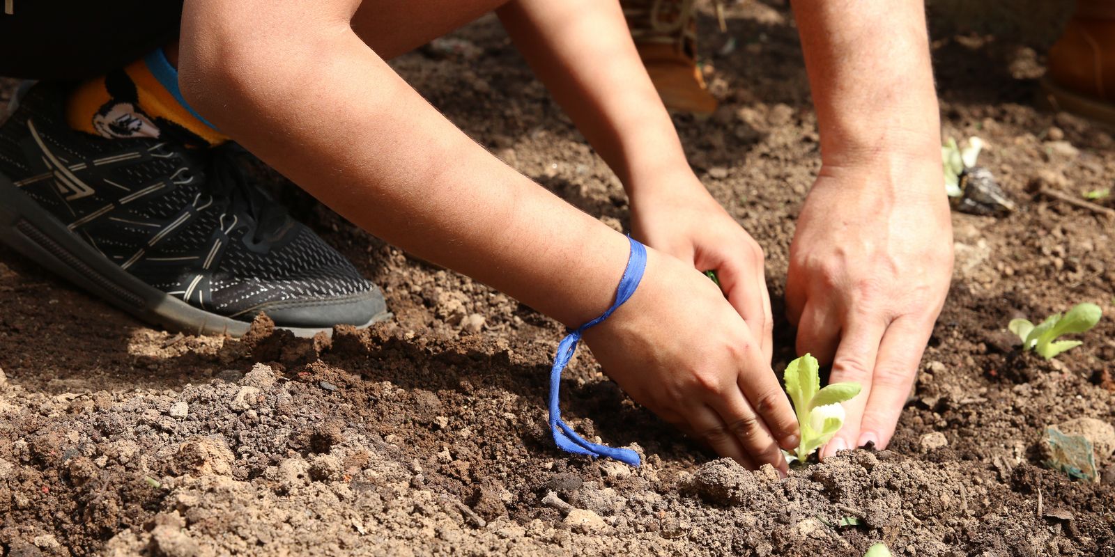 Entidades lançam carta pela agroecologia nas eleições em SP