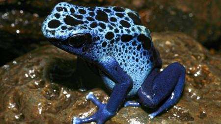 Estudo detalha evolução gradual das defesas químicas em rãs venenosas