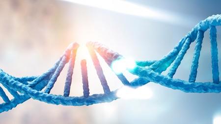 Falha no reparo do DNA materno compromete desenvolvimento embrionário e gera mutações pós-fecundação