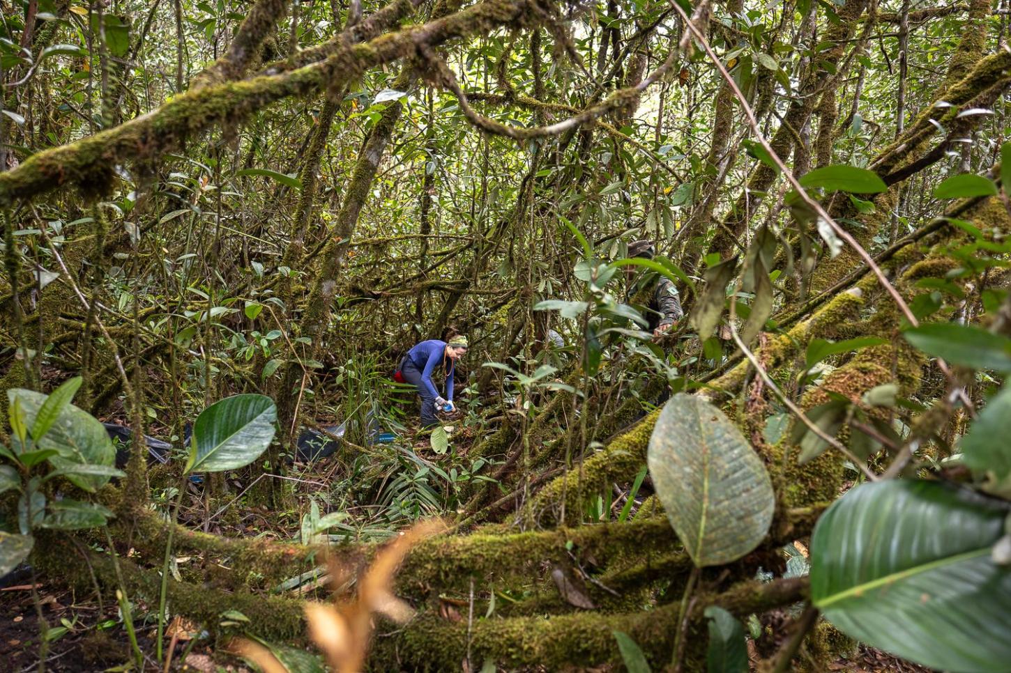 Insetos de dia, anfíbios à noite: a rotina de uma expedição científica no alto da Amazônia