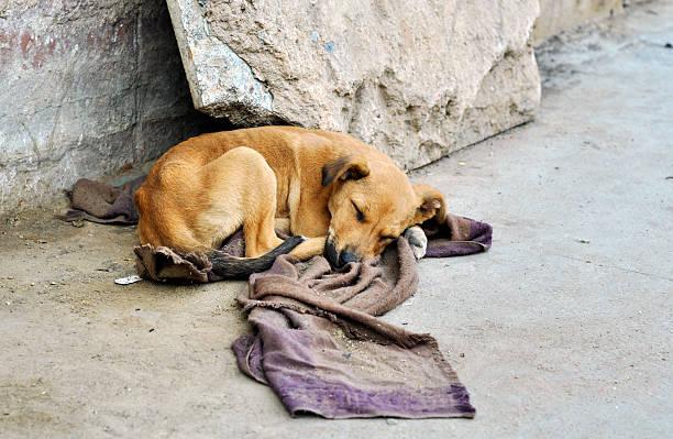 Novas leis reforçam proteção a animais comunitários e alteram destinação de multas em Juiz de Fora