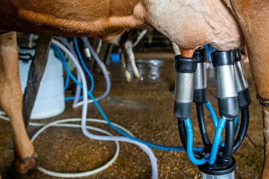 Preço do leite sobe para R$ 3,02 e lidera destaques em Minas Gerais