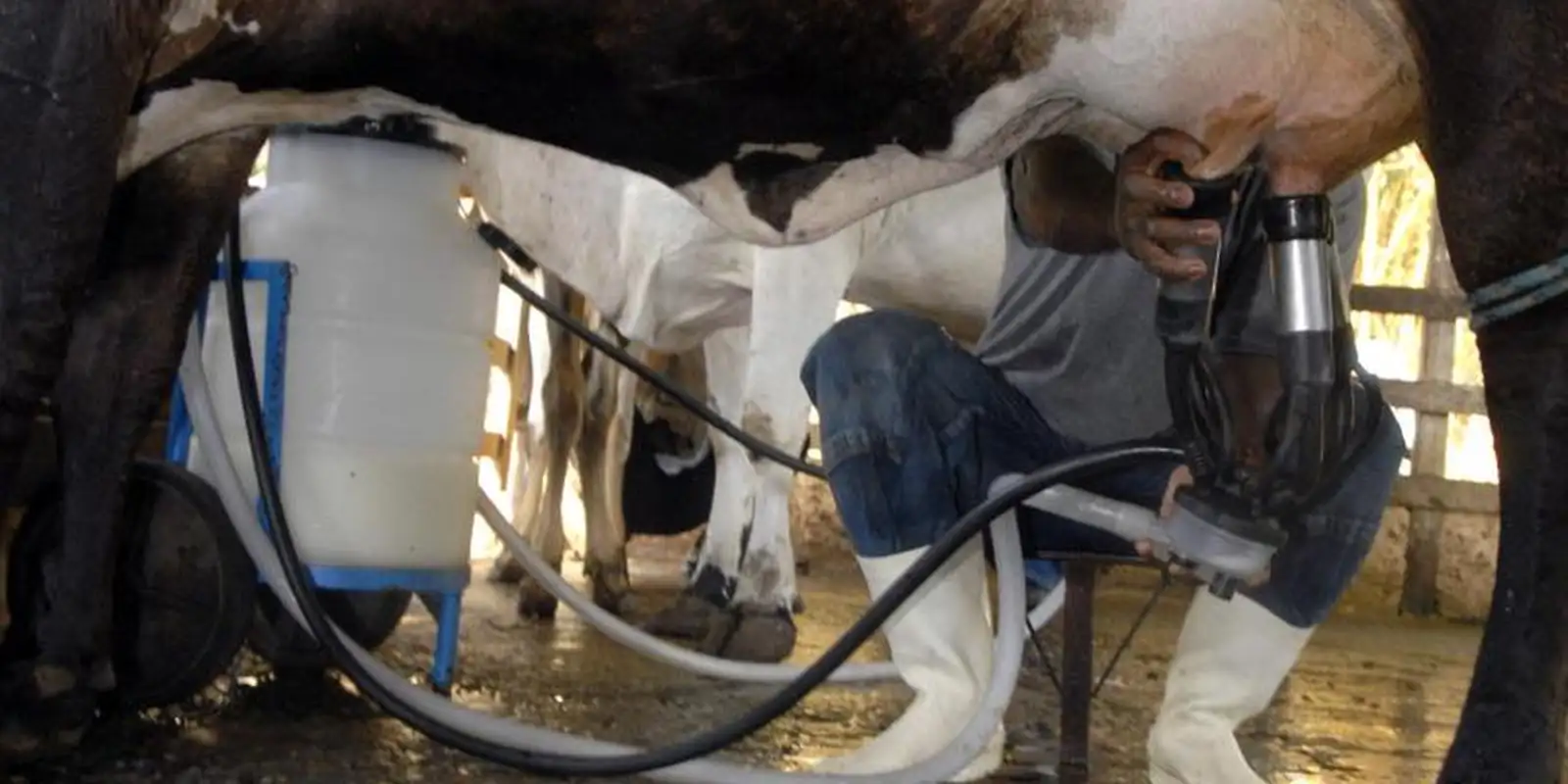 Produção de leite bate recorde no Brasil mesmo com menos vacas ordenhadas