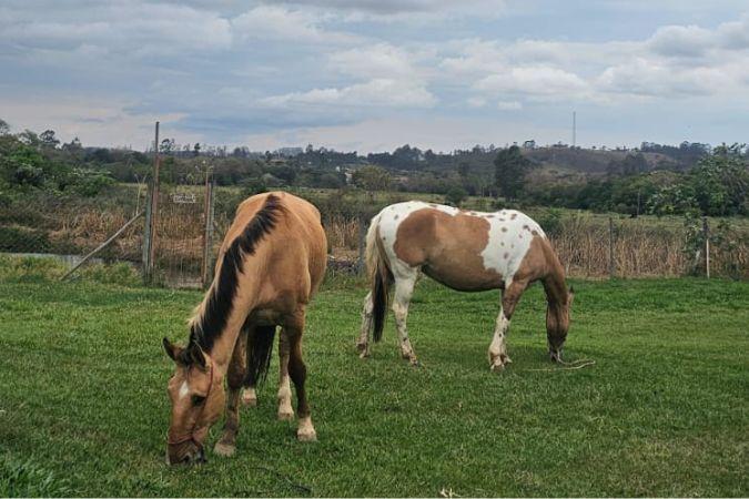 Projeto Charretour Garante Adoção Responsável de 19 Cavalos Após Fim das Charretes de Tração em Tiradentes