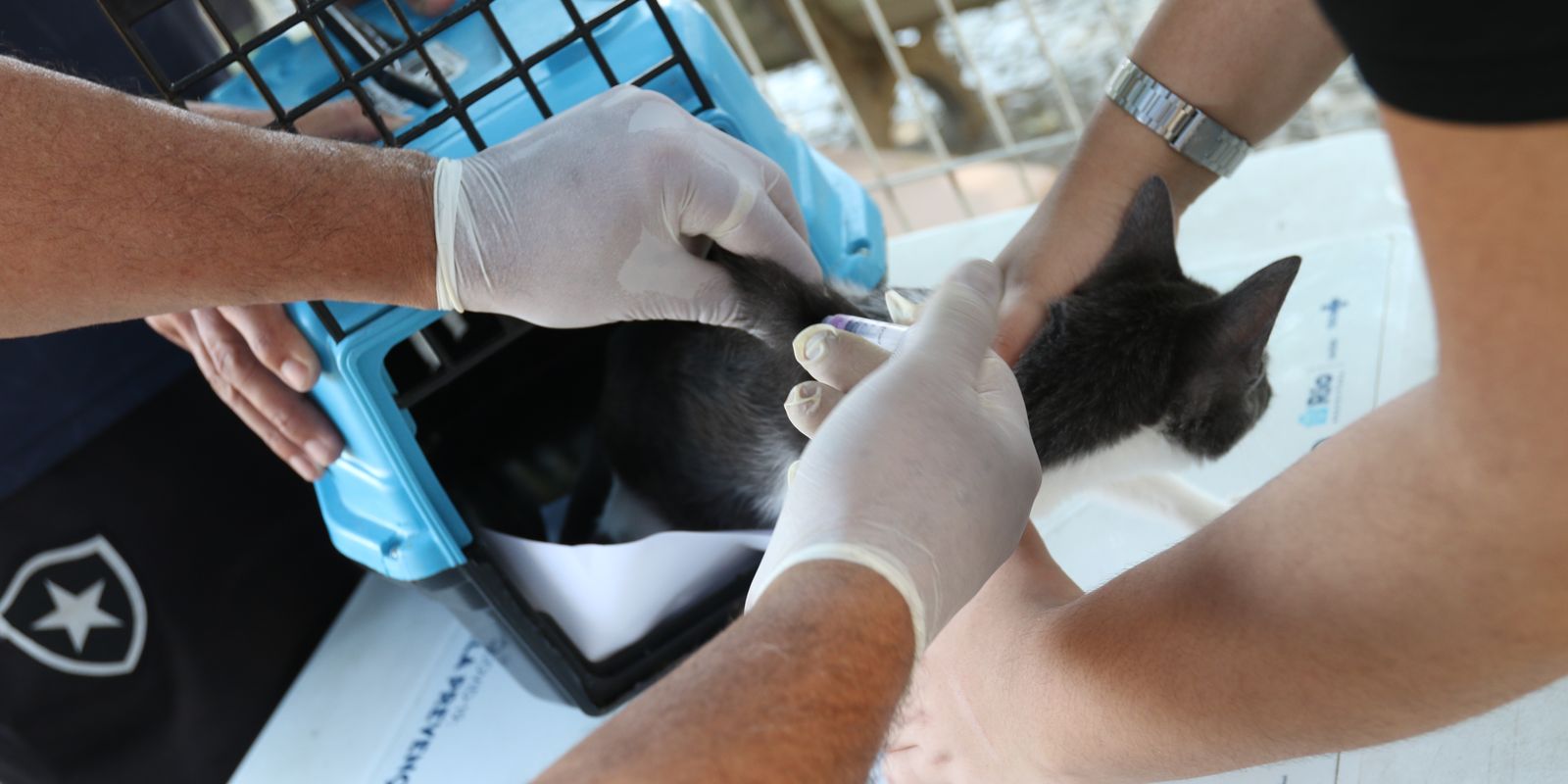 Rio confirma caso de raiva em cão e reforça importância da vacinação antirrábica