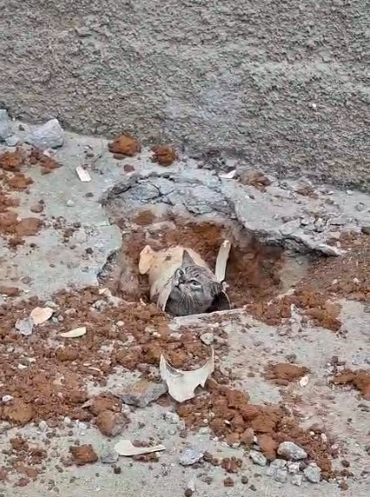 Bombeiros realizam corte em calçada para libertar gato preso em tubulação no bairro Santa Cruz