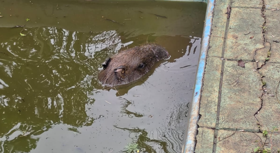 Capivara cai em piscina desativada ao tentar escapar de cães e é resgatada pelos bombeiros em Congonhas