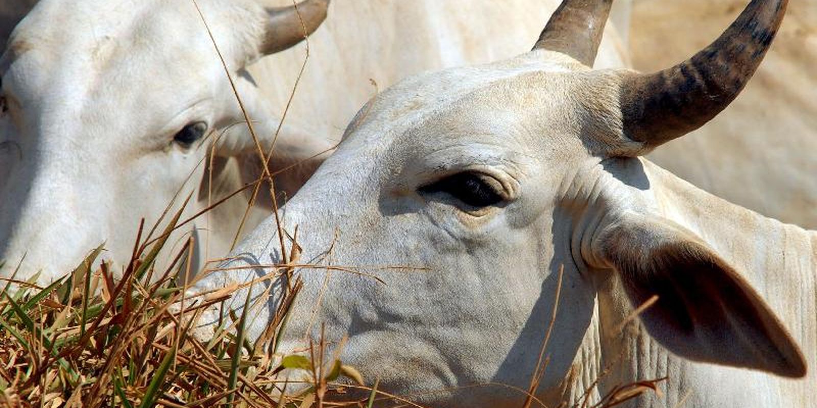 Tarifa de carne bovina brasileira para a China sobe para 67% nesta quinta-feira