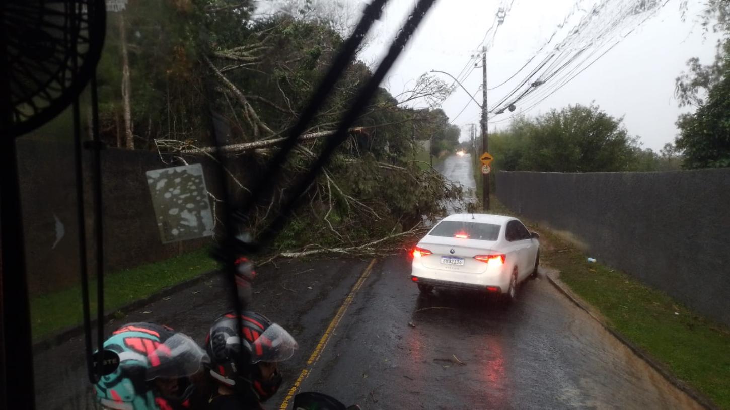 Chuva e ventos fortes derrubam árvores e estruturas em diferentes pontos de Juiz de Fora