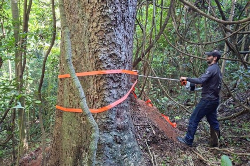 Estudo científico revela segredo de árvores centenárias em reserva de Minas Gerais
