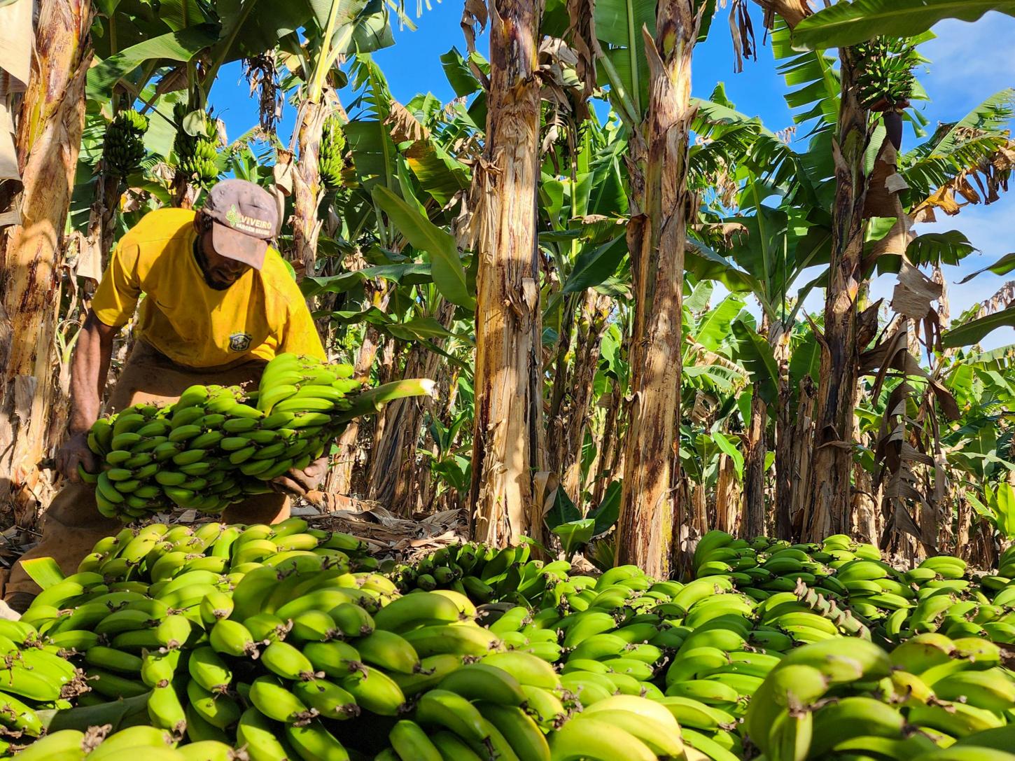 Fruticultura cresce 29% em dez anos em Minas Gerais