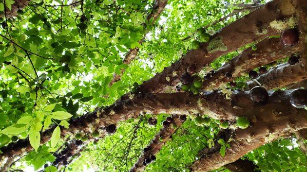 Jardim Botânico da UFJF libera colheita gratuita de jabuticaba para os visitantes