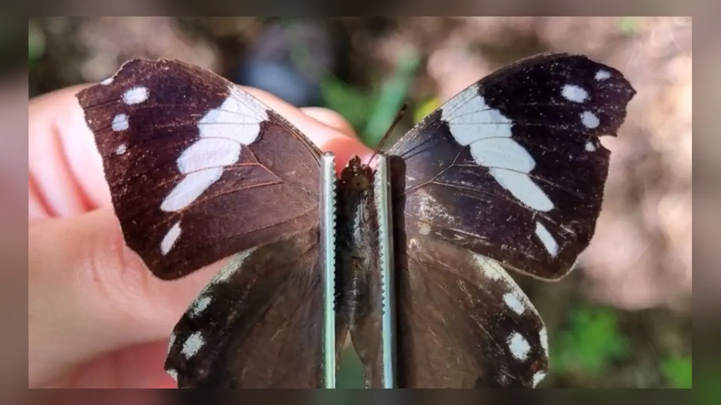 Norte do Espinhaço tem diversidade de borboletas e mariposas identificada