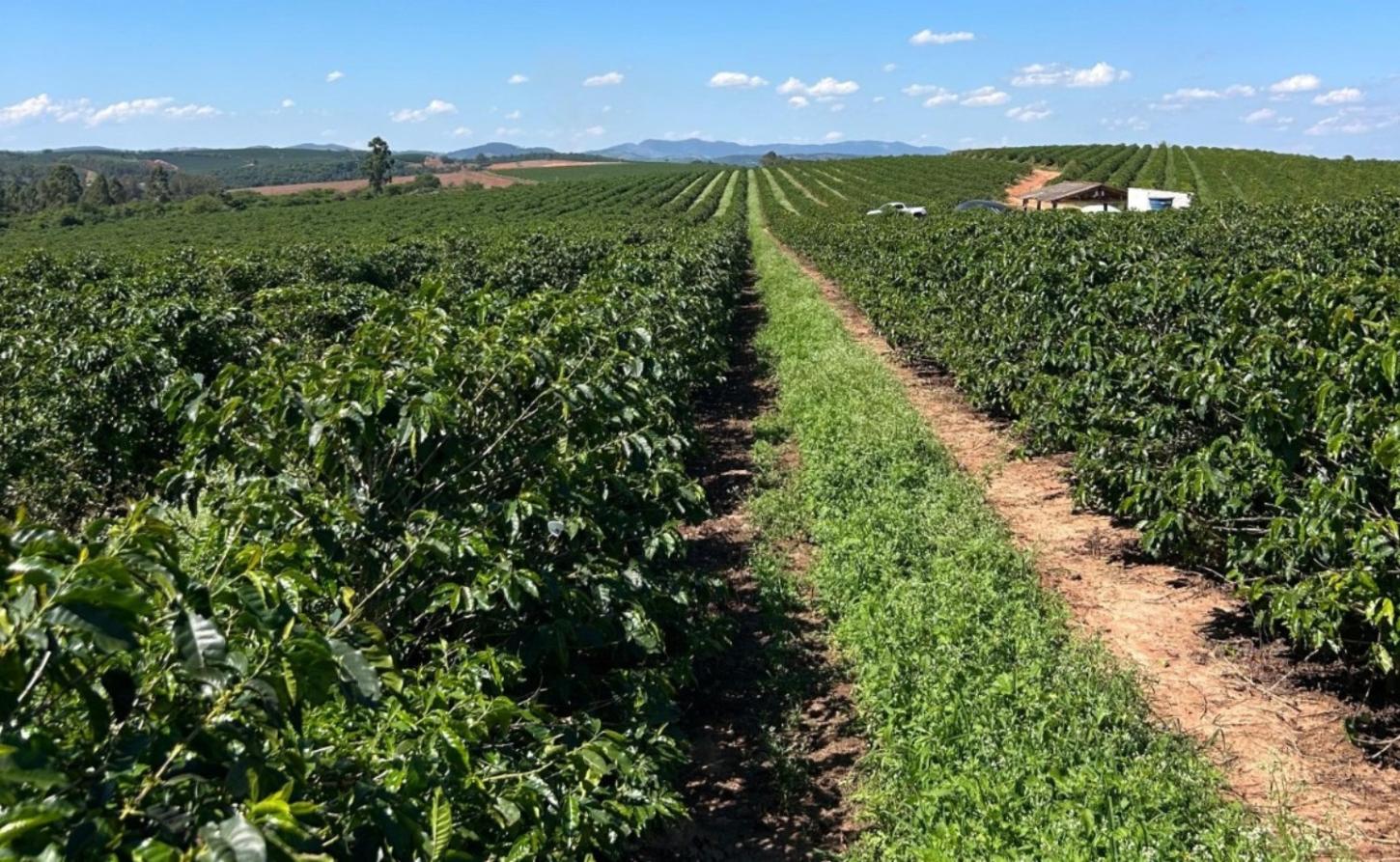 Pesquisa aponta redução de até 63,2% da cercosporiose em cafeeiros com uso de silício