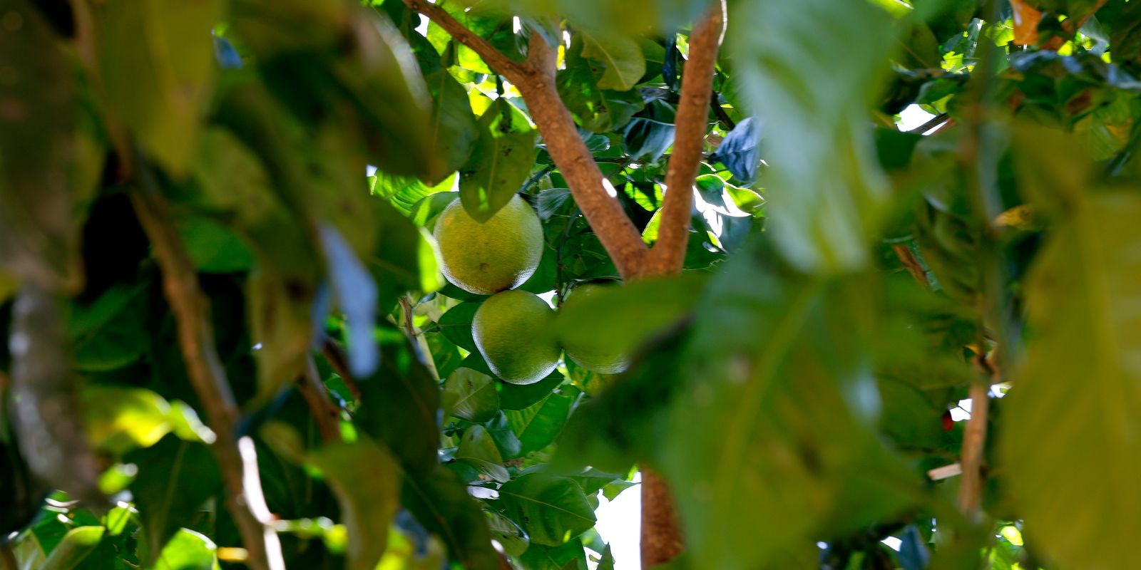 Preço do limão dispara no país após fortes chuvas afetarem a produção