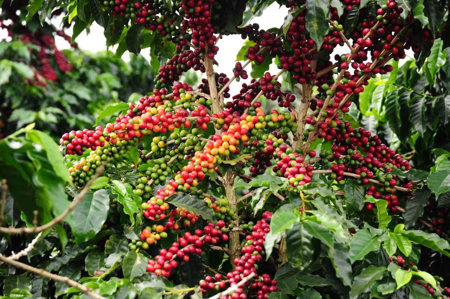 São Pedro da União sedia 2º Circuito Mineiro de Cafeicultura focado em tecnologia e produtividade