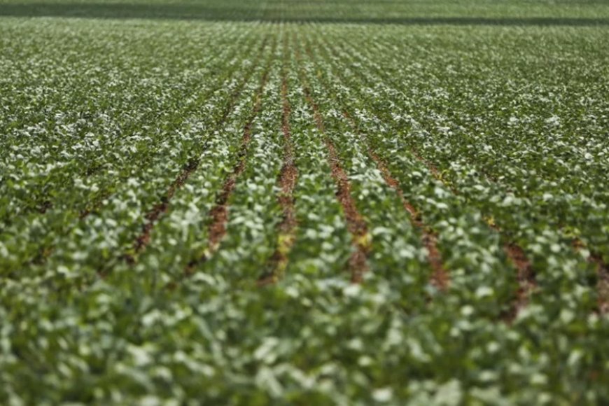 Uberaba mantém liderança do agronegócio em Minas Gerais com bilhões no VBP