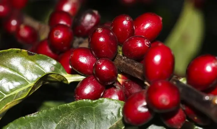 Estados Unidos isentam aeronaves, óleo, café e carne do novo pacote de tarifas contra produtos brasileiros