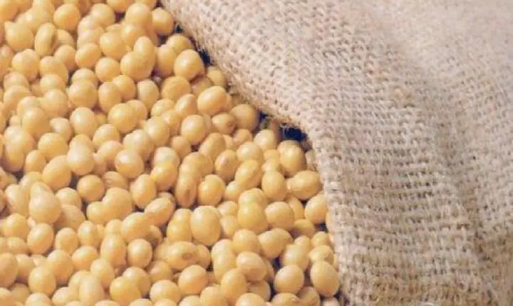 Agronegócio de MINAS GERAIS bate recorde histórico e atinge US$ 19,9 bilhões em exportações