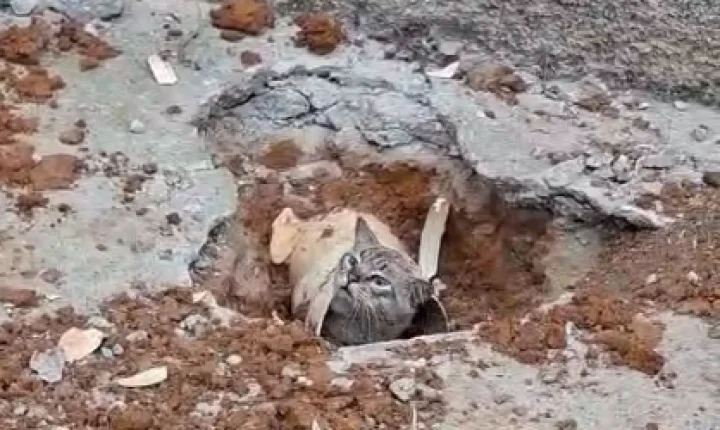 Bombeiros realizam corte em calçada para libertar gato preso em tubulação no bairro Santa Cruz