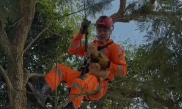 Bombeiros resgatam gato preso em árvore no bairro São Dimas, em Conselheiro Lafaiete